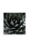 Untitled - Plant Limited Edition by B. A. King