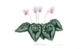 Cyclamen Neopolitanum Limited Edition by Pamela Stagg