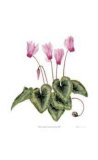 Cyclamen Persicum Edition limitée par Pamela Stagg