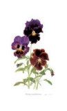 Swiss Giant Chalon Pansies Limited Edition by Pamela Stagg