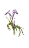 Iris Hoogiana Limited Edition by Pamela Stagg
