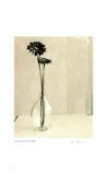 Floral  10 Limited Edition by Adriene Veninger