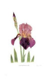 Old Garden Iris Limited Edition by Pamela Stagg