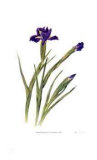 Dutch Iris Limited Edition by Pamela Stagg