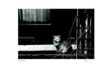 Untitled - Cat Edition limitée par B. A. King
