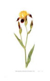Miniature Tall Bearded Iris Limited Edition by Pamela Stagg