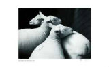 3 Sheared Sheep Særudgave af André Kertész