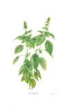 Basil Limited Edition by Pamela Stagg