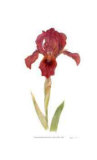 Dwarf Bearded Iris Limited Edition by Pamela Stagg