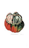 Turk`s Turban Squash III Edición limitada por Pamela Stagg
