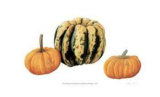 Variegata Squash & Miniature Pumpkins Limited Edition by Pamela Stagg