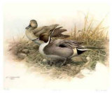Pintailed Ducks Edición limitada por James Fenwick Lansdowne