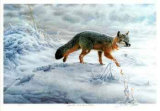 Swift Fox Limited Edition by Michael Dumas