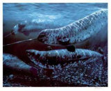 Narwhales Limited Edition by Bruce Muir