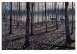 Hardwood Trail Limitierte Auflage von J. Vanderbrink