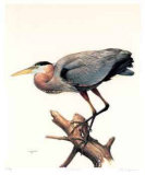 Great Blue Heron Limited Edition by James Fenwick Lansdowne Great Blue Heron Limited Edition by James Fenwick Lansdowne