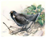 Blue Grouse Limited Edition by James Fenwick Lansdowne Blue Grouse Limited Edition by James Fenwick Lansdowne