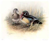 Orpinas-Wood Ducks Edición limitada por James Fenwick Lansdowne