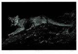 Mountain Lion Limited Edition by Robert Pow