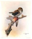 Pygmy Owl Limited Edition by James Fenwick Lansdowne