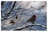 Winter is Upon Us Limitierte Auflage von J. Vanderbrink