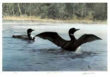 Yodeling - Common Loon Limited Edition by Carl Arlen