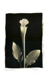 Untitled I Limited Edition by Adriene Veninger