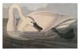 Trumpeter Swan Limited Edition by M. Bernard Loates