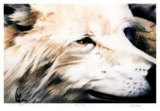 Wary Study Limited Edition by Carl Arlen