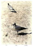 Gulls Limited Edition by Carl Arlen
