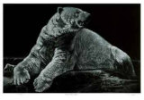 Male Polar Bear Limited Edition by Robert Pow