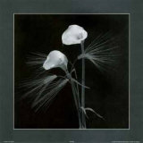 Lirios de Calla Lámina por Alfred Gockel