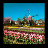 Lisse, Holland Posters av Stuart Black Lisse, Holland Posters av Stuart Black