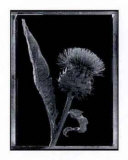 Thistle Prints by Augusto Camino