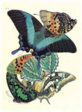 Papillons III Affiche par E. A. Seguy