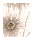 Gerbera Breeze II Art by Donna Geissler