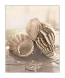 Seashore Achatina Prints by Donna Geissler