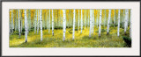 Ashley National Forest Prints by Alain Thomas