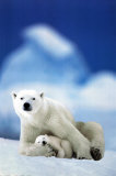 Polar Bear and Baby Posters Polar Bear and Baby Posters
