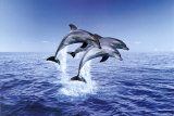 Dolphin Trio Posters