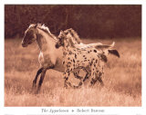 The Appaloosa Posters by Robert Dawson