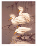 Snowy Egrets Prints