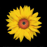 Sunflower Prints by JoSon 