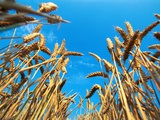 Cornfield Photographie