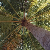 View from underneath a palm tree Photographic Print
