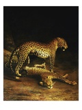 Two Leopards Lying in the Exeter Giclee Print by Jacques Laurent Agasse