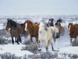 Wild Horses in Snow Photographic Print by Jeff Vanuga