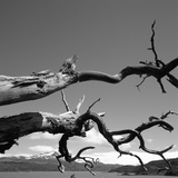 Dead Branches with Lake and Mountains Photographic Print