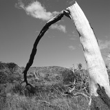 Fallen Branch of a Dead Tree Photographic Print