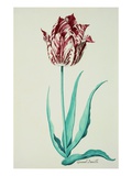 Tulips Giclee Print by Pieter Holsteijn II